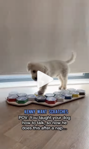 If dogs could talk (like Kenny the Bichon), oh the conversations we'd have!